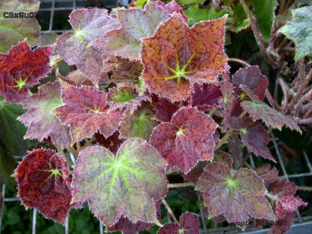 B. ‘Forever Autumn’